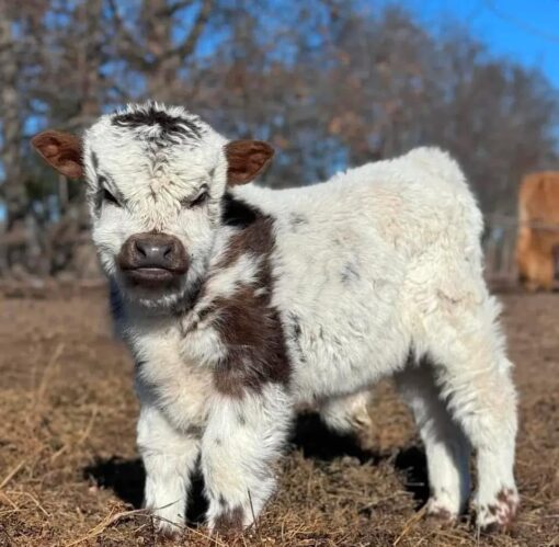 Meet-Max-a-miniature-Highland-Bull-Calf-for-sale-at-Mary-Cattle-Farm