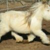 Mary Cattle Available Miniature Pony for sale