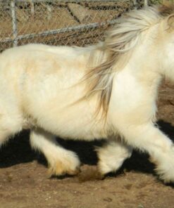 Mary Cattle Available Miniature Pony for sale