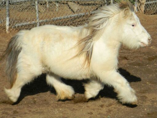 Mary Cattle Available Miniature Pony for sale