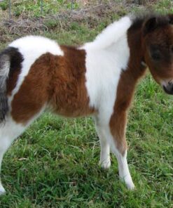 Mary Available Miniature Ponies for sale