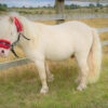 Mary Cattle Available Shetland Ponies For Sale