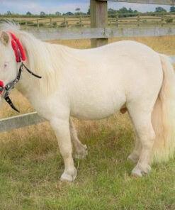 Mary Cattle Available Shetland Ponies For Sale