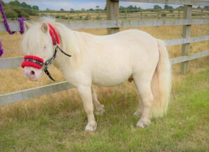 Mary Cattle Available Shetland Ponies For Sale