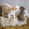 Cashmere goats are renowned for their luxurious and soft cashmere fiber, which is highly valued in the textile industry. This fine fiber is known for its warmth, softness, and lightweight properties, making it a desirable material for high-end clothing and accessories. Here are some key benefits of owning Cashmere goats: