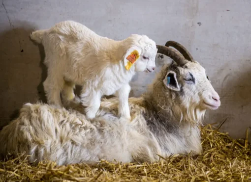 Cashmere goats are renowned for their luxurious and soft cashmere fiber, which is highly valued in the textile industry. This fine fiber is known for its warmth, softness, and lightweight properties, making it a desirable material for high-end clothing and accessories. Here are some key benefits of owning Cashmere goats: