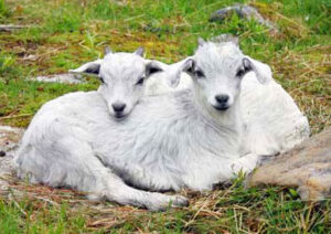 Cashmere goats are renowned for their luxurious and soft cashmere fiber, which is highly valued in the textile industry. This fine fiber is known for its warmth, softness, and lightweight properties, making it a desirable material for high-end clothing and accessories. Here are some key benefits of owning Cashmere goats: