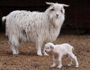 Cashmere goats are renowned for their luxurious and soft cashmere fiber, which is highly valued in the textile industry. This fine fiber is known for its warmth, softness, and lightweight properties, making it a desirable material for high-end clothing and accessories. Here are some key benefits of owning Cashmere goats: