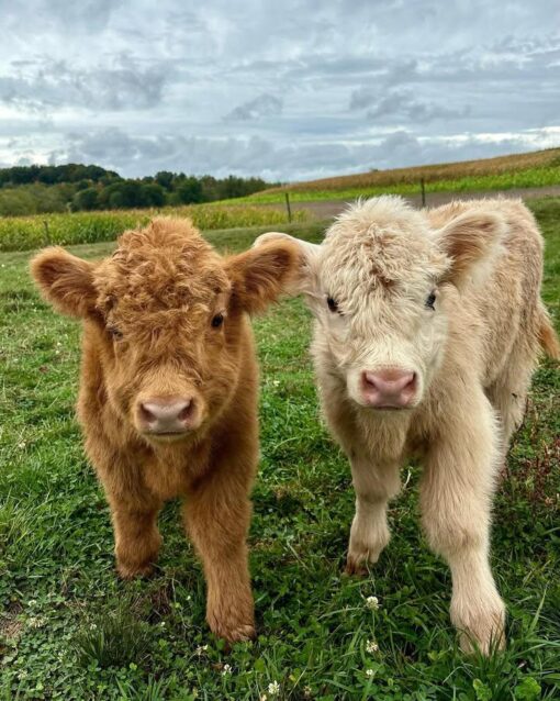 Mini Scotland Highland Cow are smaller than standard Highland Cattle, by 36-42 inches tall at the shoulder. Making them adaptable to living conditions.