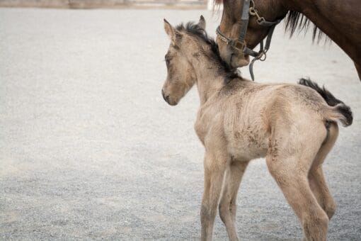 Are you searching for a charming miniature Appaloosa mini horse for sale in Florida? Look no further than Mary Highland Cattle Farm! Our farm is dedicated to providing high-quality, healthy mini horses that make perfect companions for families, hobbyists, and equine enthusiasts alike.