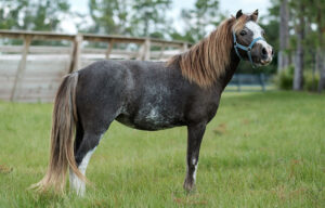 Our farm specializes in offering a selection of high-quality miniature ponies for sale, each with a unique personality and exceptional pedigree.