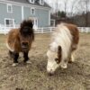 Mary Cattle Pair Ponies | Mini Horses for sale near me