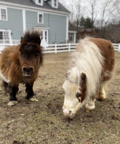 Mary Cattle Pair Ponies | Mini Horses for sale near me