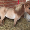 Mary Available Mini Shetland pony for sale