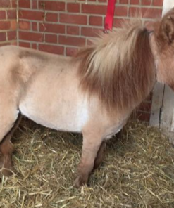 Mary Available Mini Shetland pony for sale