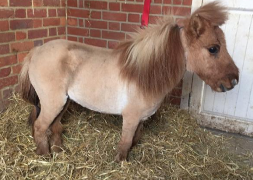 Mary Available Mini Shetland pony for sale