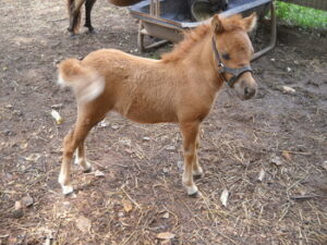 Our farm specializes in offering a selection of high-quality miniature ponies for sale, each with a unique personality and exceptional pedigree.