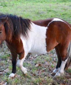 Welcome to Mary Cattle's exclusive collection of Shetland ponies for sale in Florida! Our ponies are not just adorable companions;