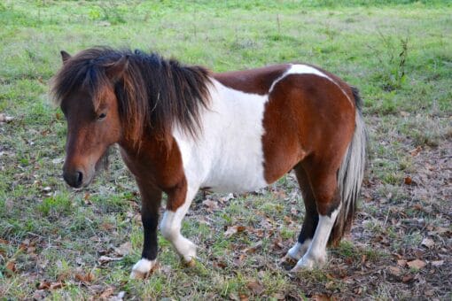 Welcome to Mary Cattle's exclusive collection of Shetland ponies for sale in Florida! Our ponies are not just adorable companions;