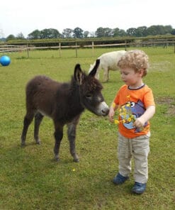 Buy Avaialable Miniature Donkeys For Sale at Mary Cattle Farm