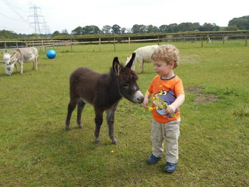 Buy Avaialable Miniature Donkeys For Sale at Mary Cattle Farm