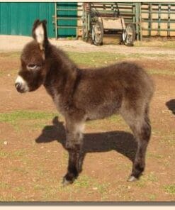 Welcome to Mary Highland Cattle Farm, your premier destination for adorable newborn miniature donkey babies in Florida! If you’re looking for a charming companion or a unique addition to your farm, our miniature donkeys are the perfect choice. Here’s everything you need to know about these delightful animals and why you should consider bringing one into your home.