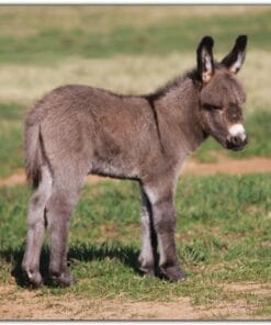 Mary Available Our Newborns - Miniature Donkey Baby 2024