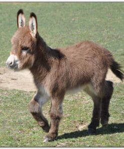 Are you looking to add a charming and lovable miniature donkey to your family? Look no further! At Mary Cattle Farm, we have a selection of healthy, friendly miniature donkey for sale in 2024. Let’s explore why these delightful animals could be the perfect addition to your home, and how to make one your own.