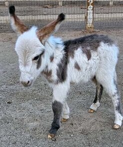 Welcome to Mary Farm, your premier destination to buy micro mini donkeys in Florida! If you're searching for adorable, friendly companions to add to your farm or family, you've come to the right place. Our farm specializes in breeding high-quality micro mini donkeys, including stunning dark brown variations and beautiful donkey foals.