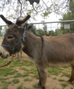 Buy Miniature donkey for sale at Mary Cattle Farm Florida