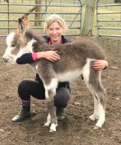 Buy miniature donkeys for sale near me​ at Mary Cattle Farm florida