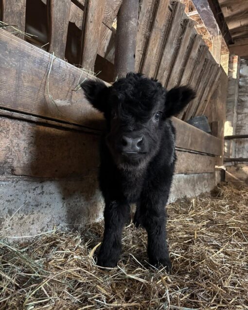 Why Choose a Mini Highland Cow? Mini Highland cows are known for their sweet personalities, low-maintenance needs, and adaptability.